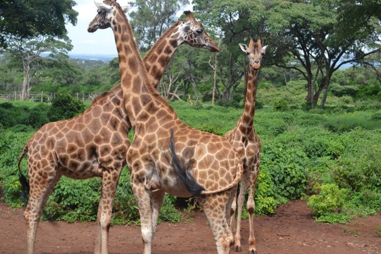Do Feed the Animals: the Giraffe Center in Nairobi