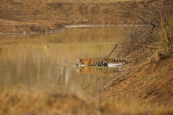 A Royal Bengal tiger taking a dip (Photo: Rohit Varma via Flickr)