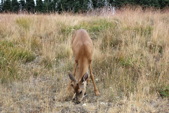 A young black-tailed deer grazes (Photo: Jeffrey Rindskopf)