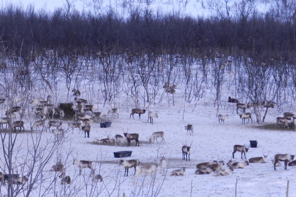 Reindeer grazing, Abisko National Park (Photo: Rodrigo Kleinert)