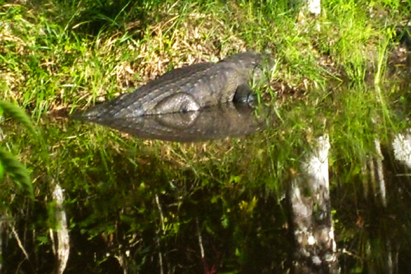 The Morelet crocodile at Lago de Crocodilos (Photo: Will Kitson)