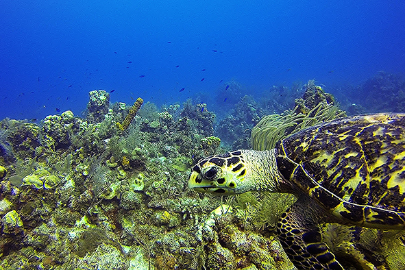 Hawksbill turtle swimming into the blue (Photo: Sian Marsh)