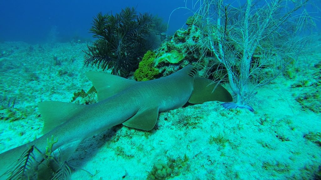 A nurse shark sleeping among the corals (Photo: Sian Marsh)
