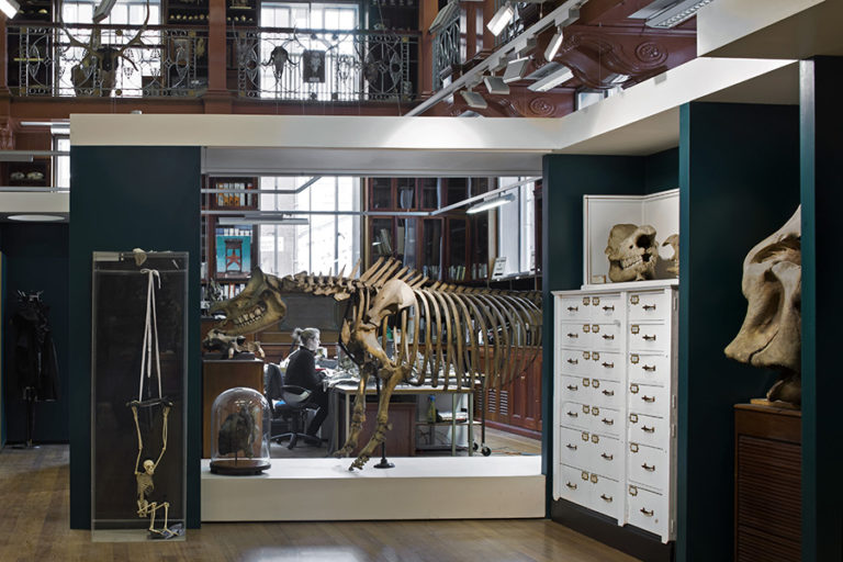 Fascinating Museums and Galleries at UCL