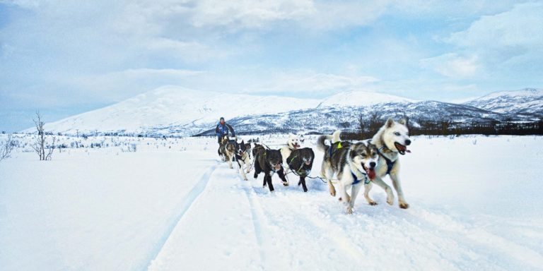 Dog Sledding in Tromso, Norway