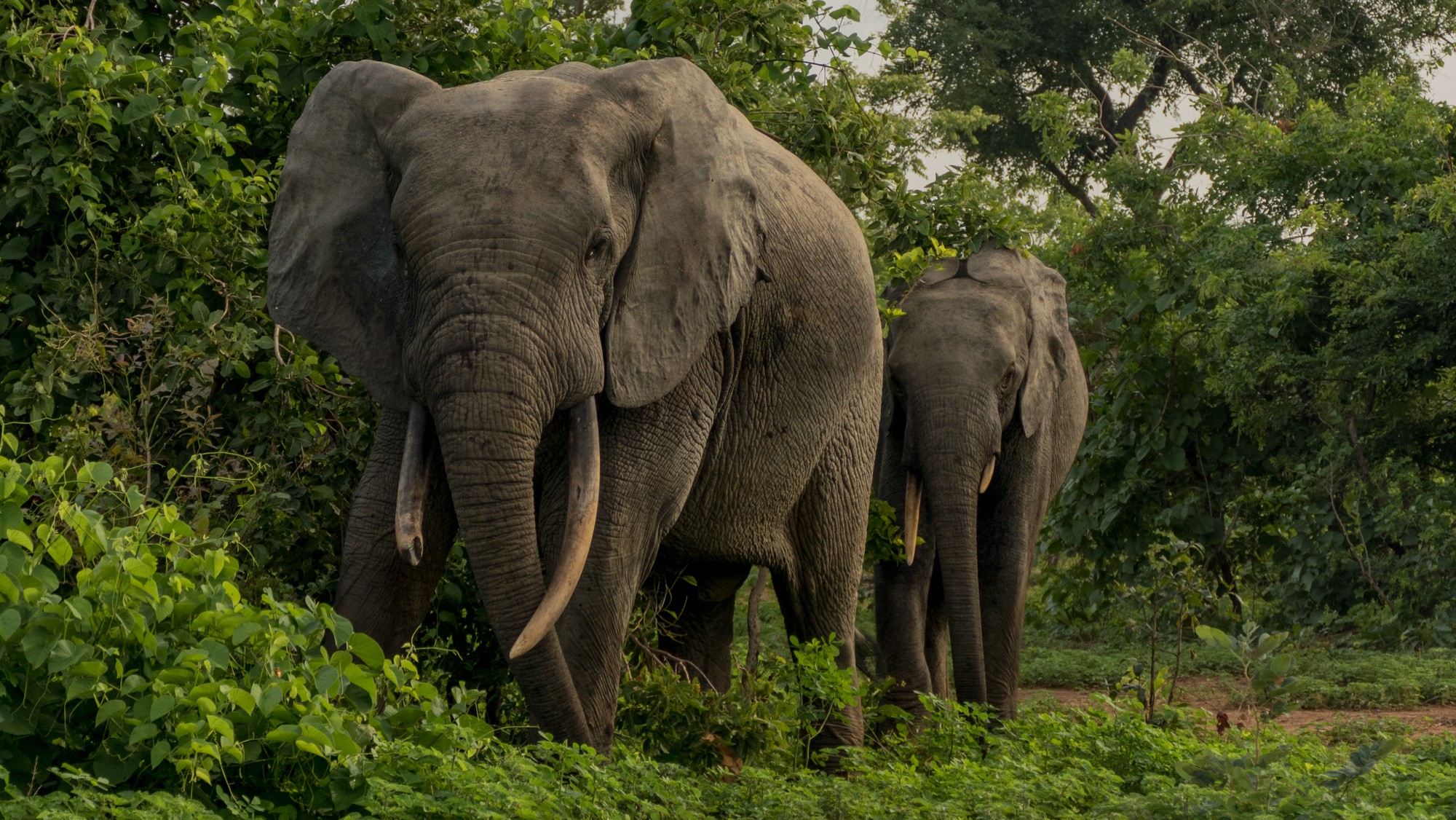 ghana wildlife tour