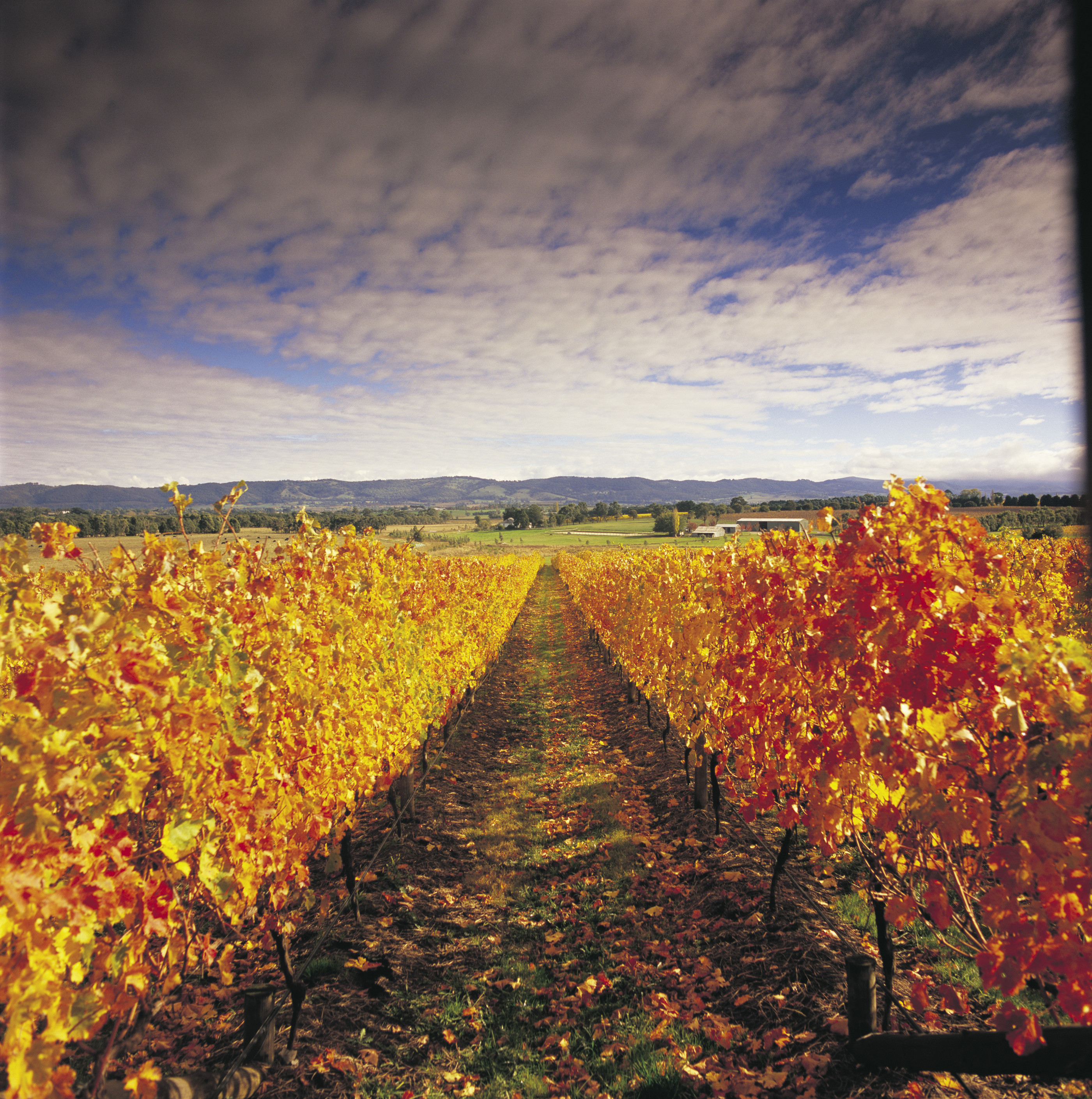 melbourne wine day tours