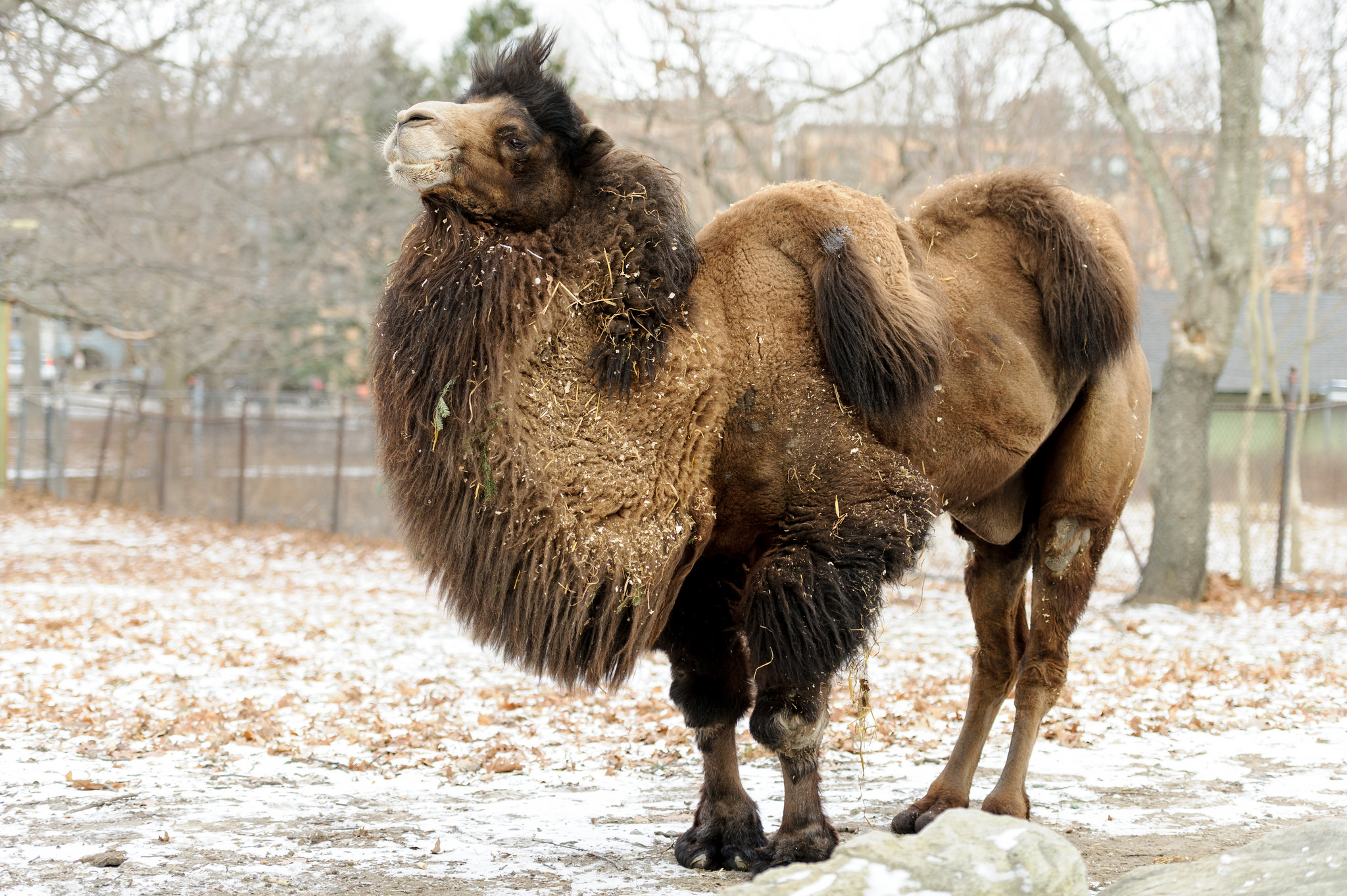 Franklin Park Zoo