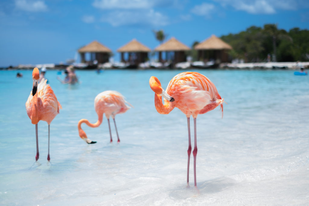 Cheap Vacations & Vacation Deals to Aruba – Where to book?