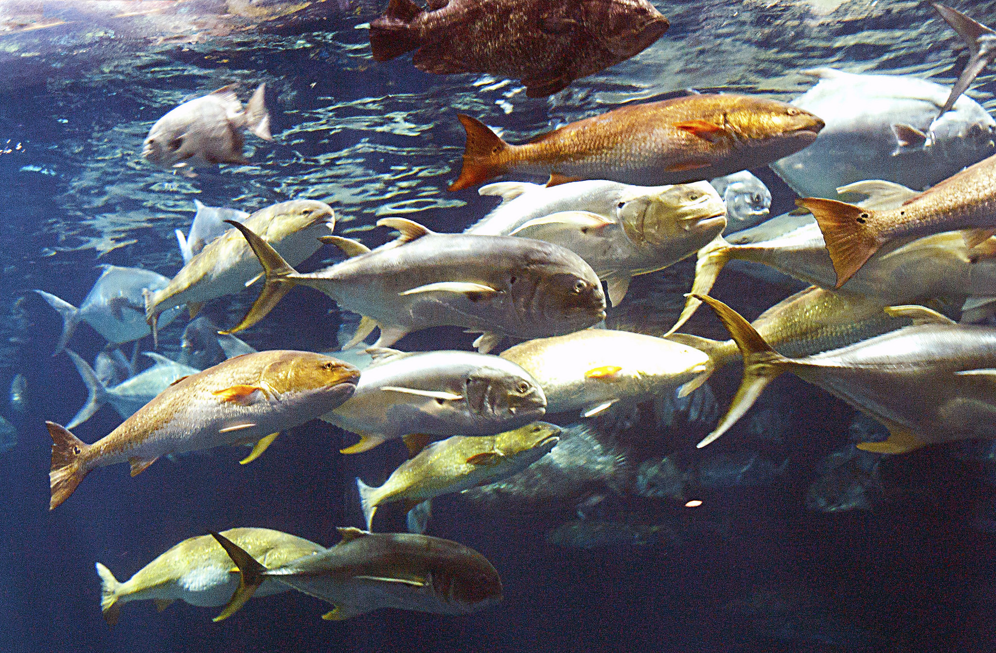 South Carolina Aquarium