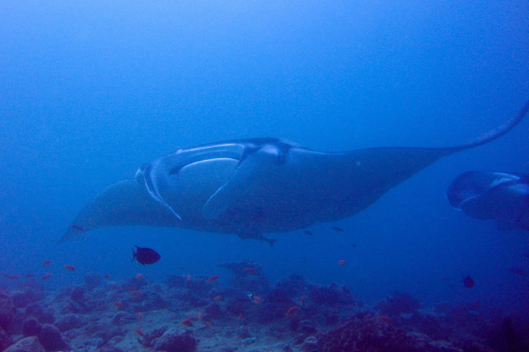 Diving in Komodo National Park