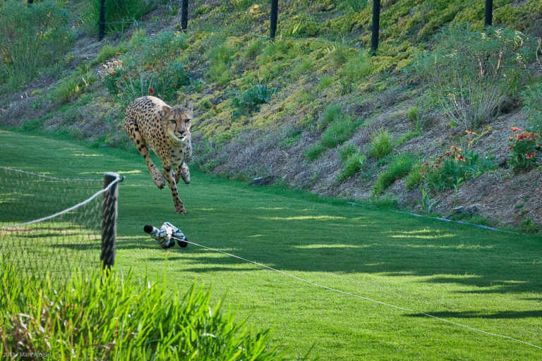 Where to find San Diego Zoo discount tickets