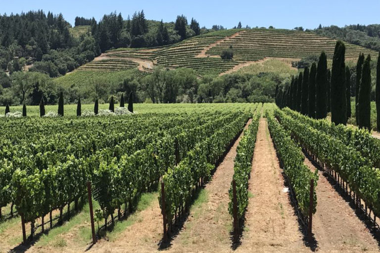 5 of the Best Napa Valley Wine Tours from San Francisco