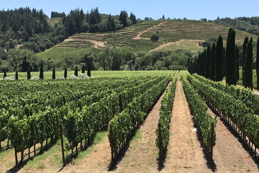 winery tours from san francisco to napa valley