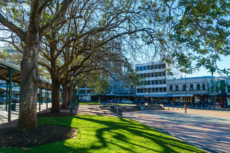 Like A Local: North Dunedin