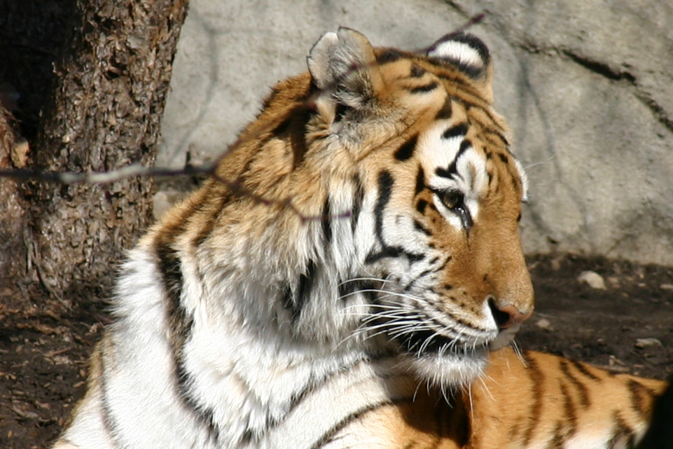 Brookfield Zoo