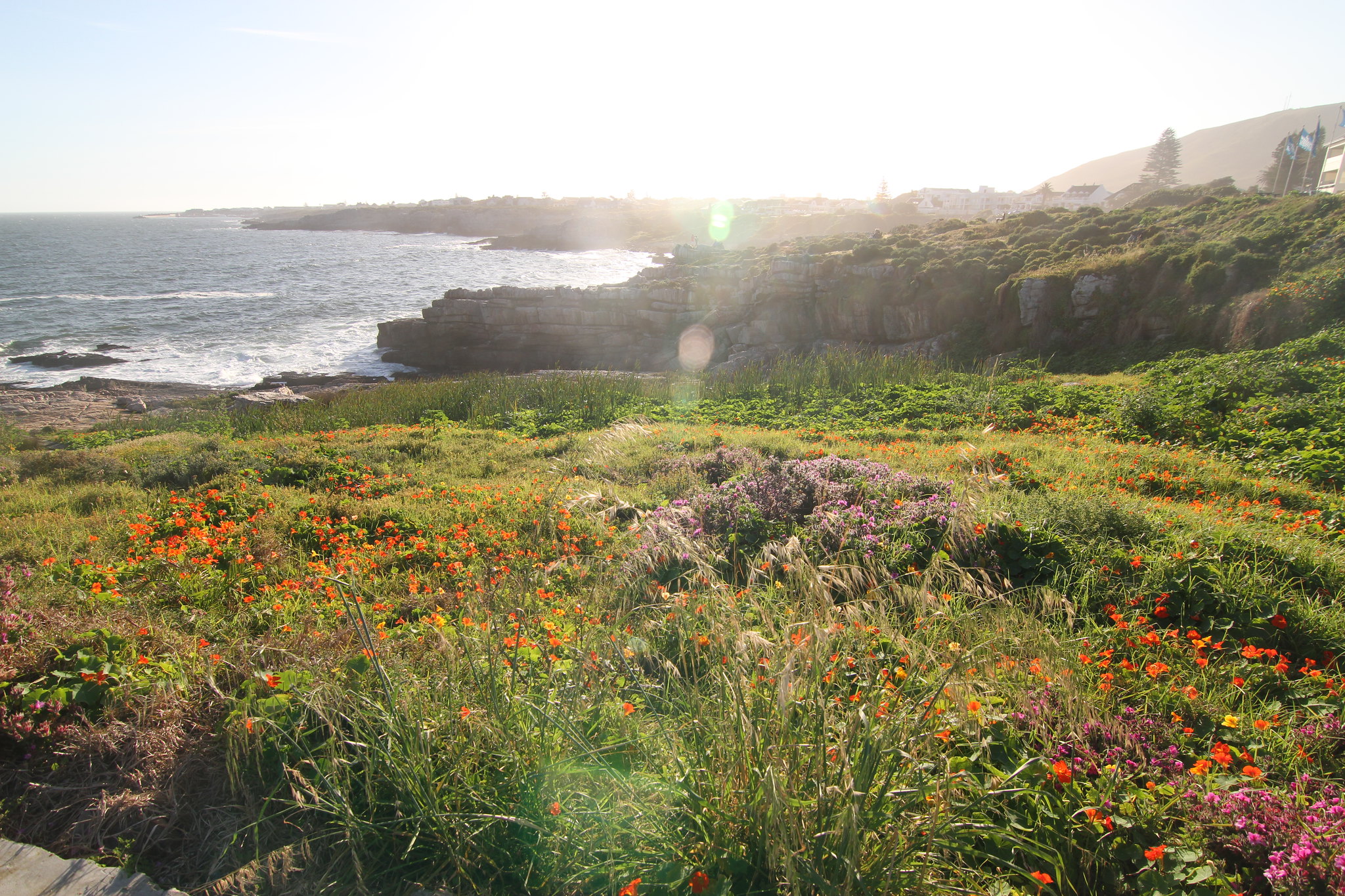 Hermanus, Western Cape