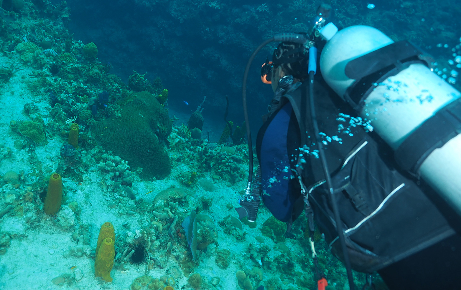 Scuba Dive Today