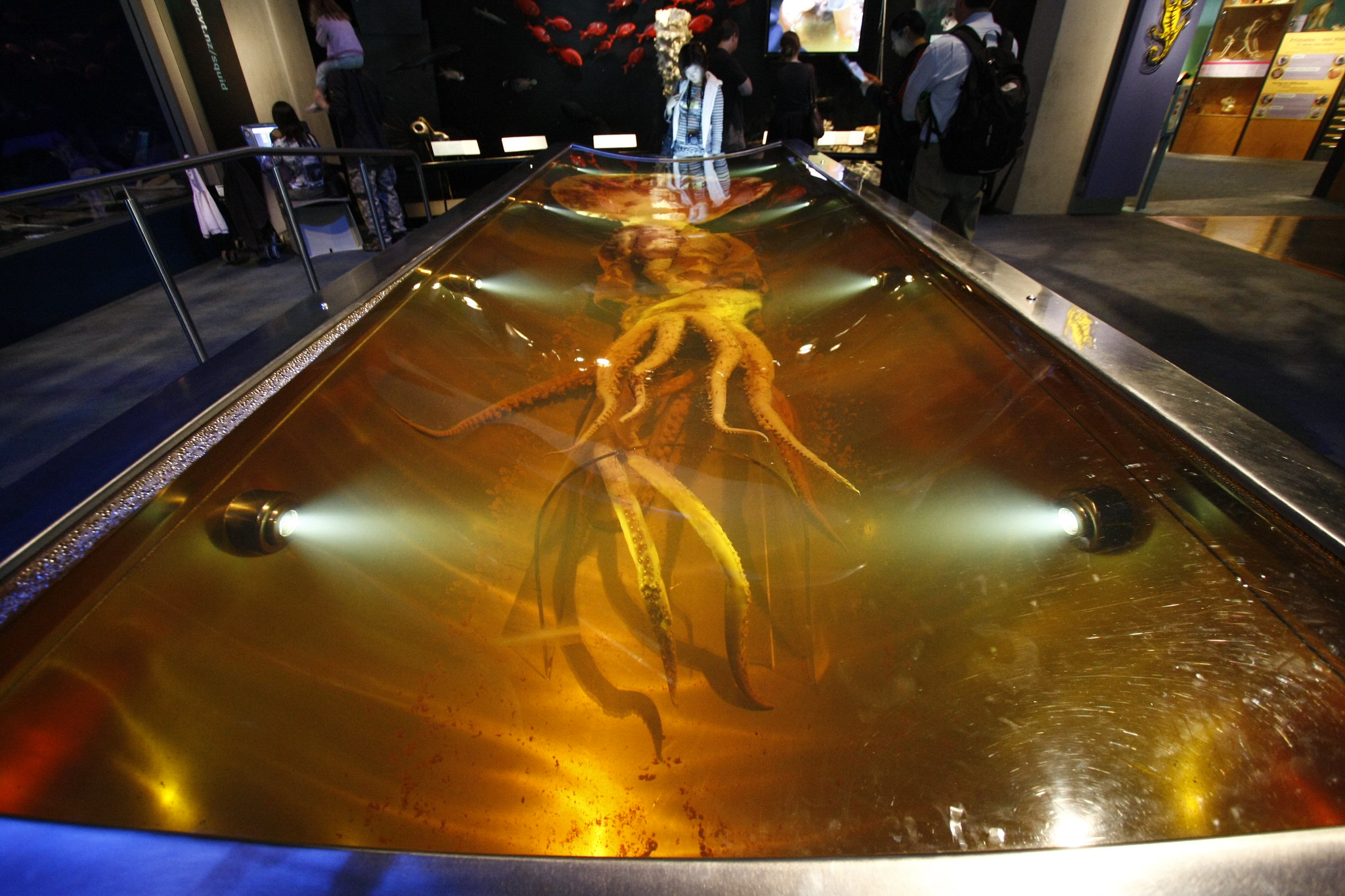Colossal squid
