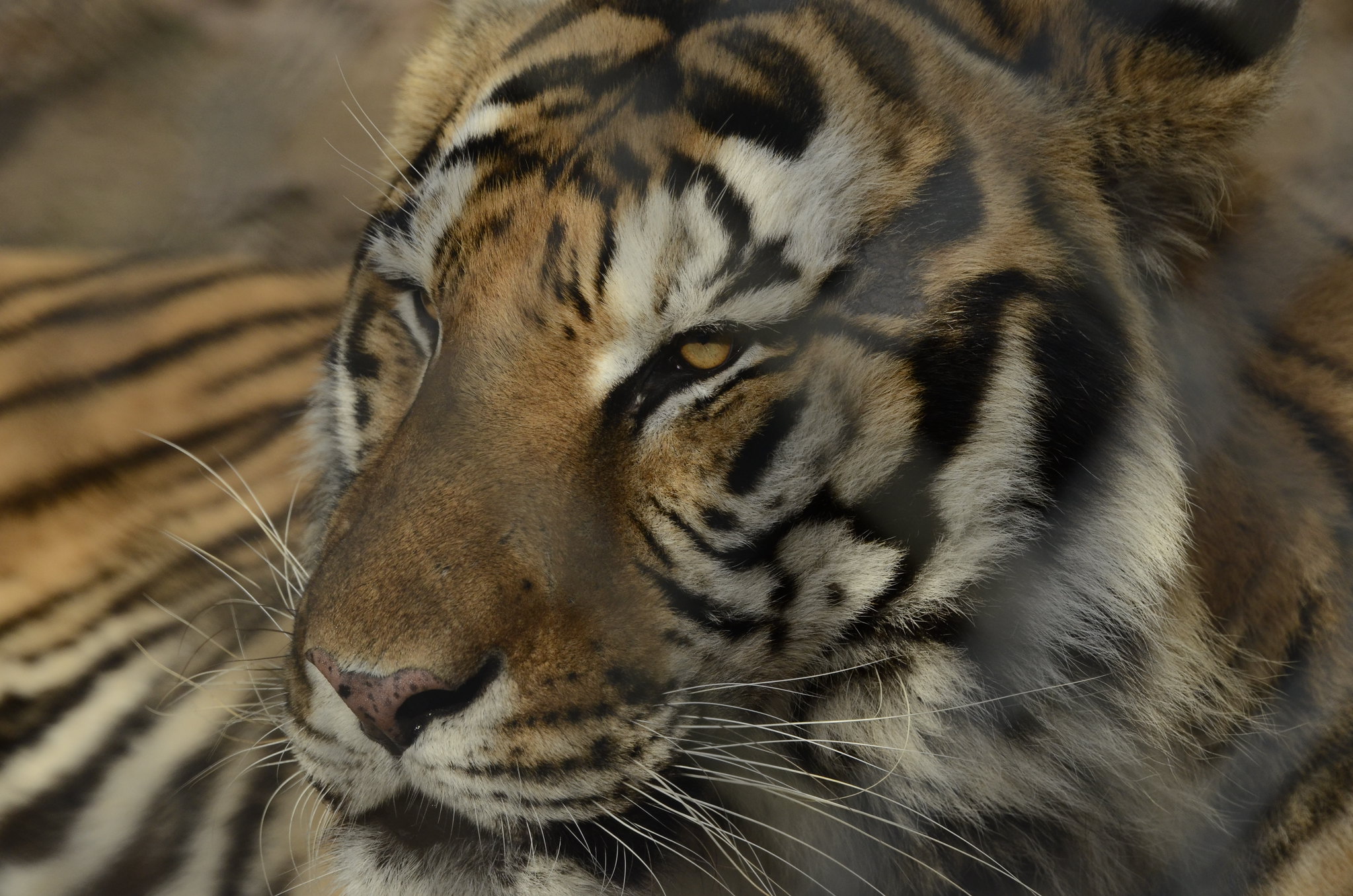 The Catty Shack Ranch Wildlife Sanctuary