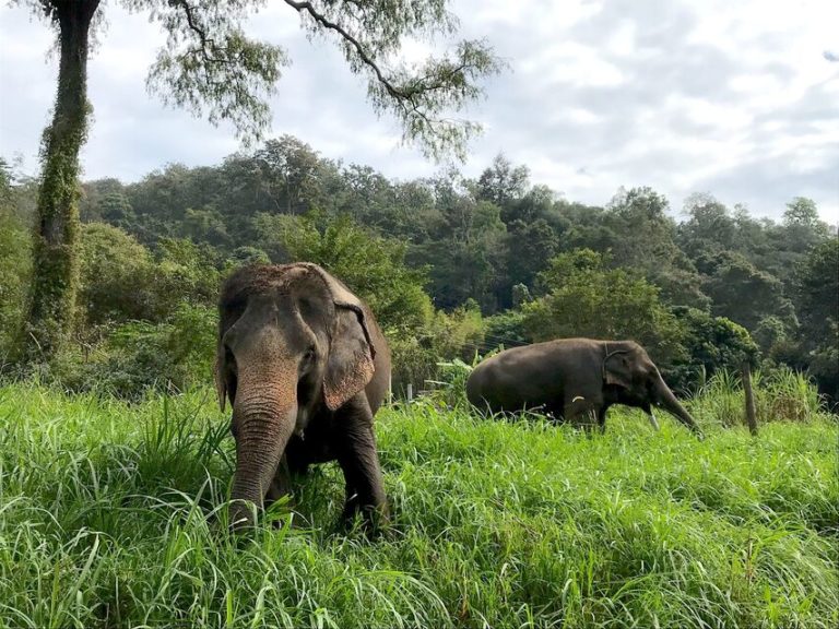 A Comparison of Chiang Mai Elephant Tours