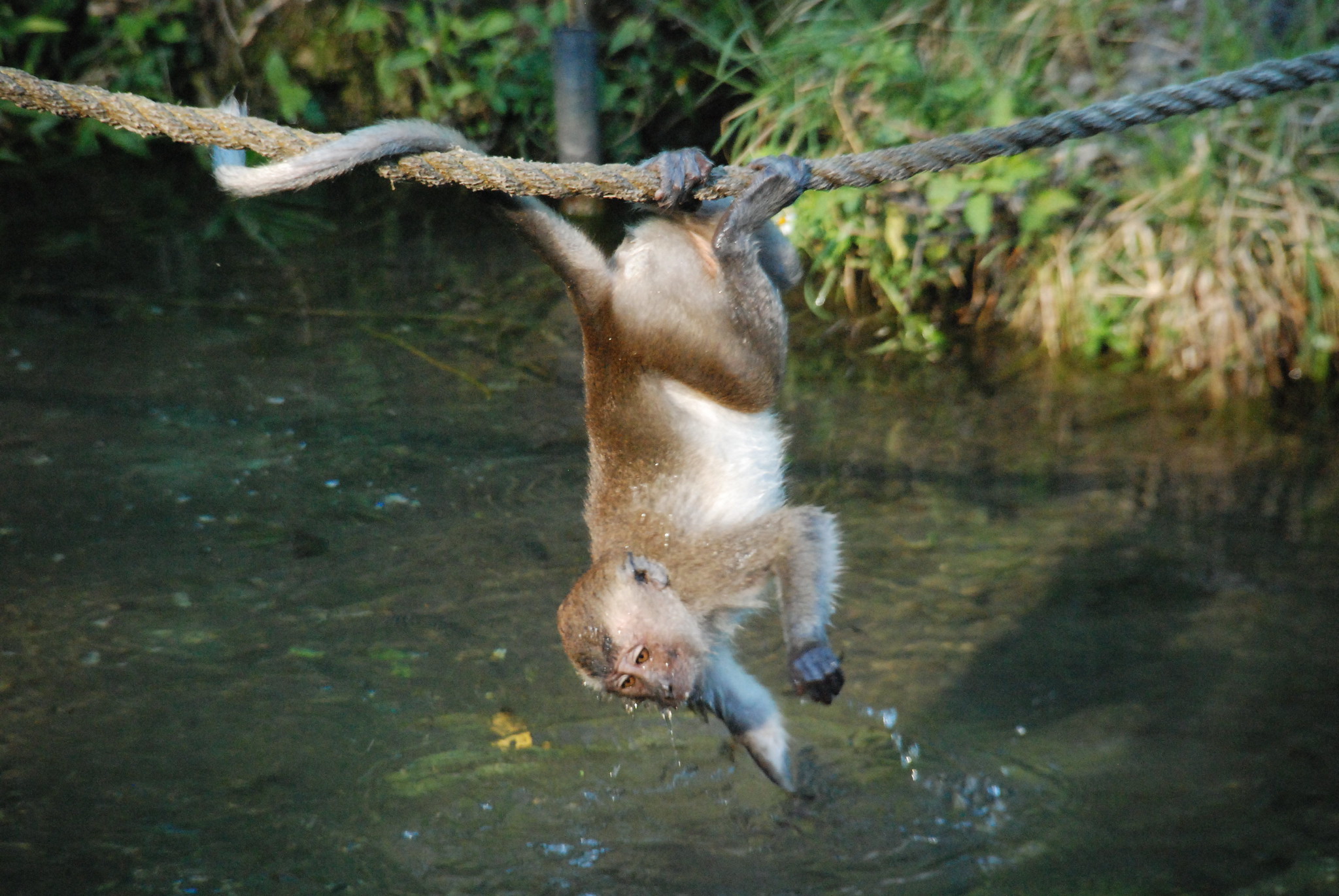 Monkey Jungle