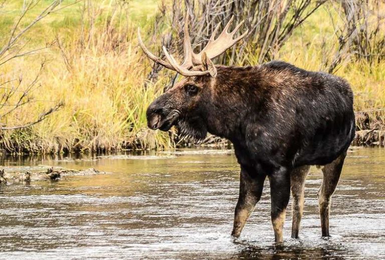 5 of the Best Grand Teton Wildlife Tours