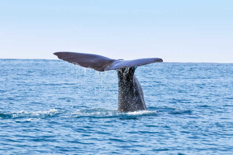 5 of the Best San Diego Whale watching tours
