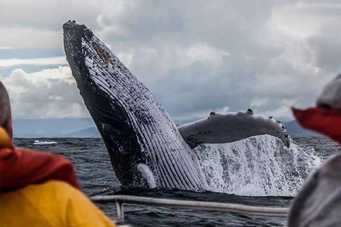 whale tour in san diego