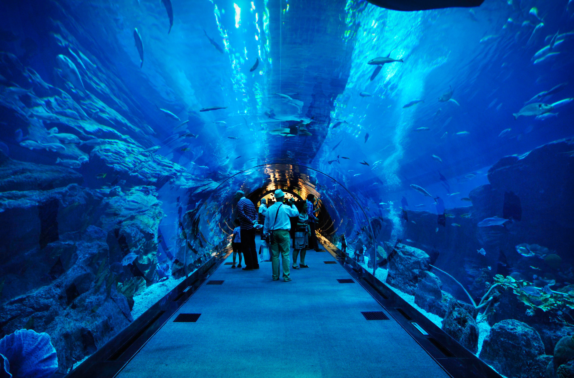 dubai mall aquarium tour