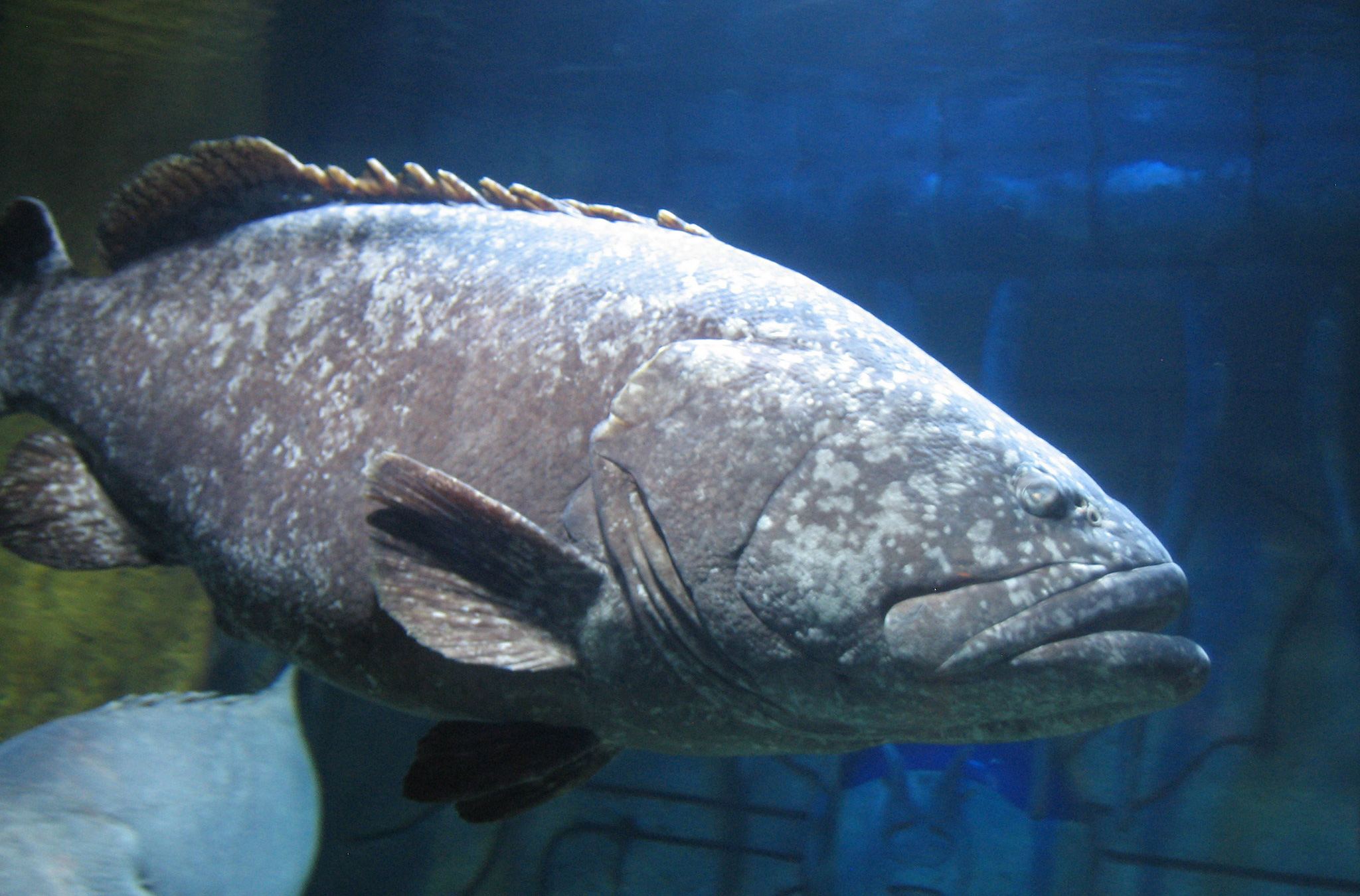 dubai mall aquarium tour