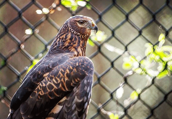 Carolina Raptor Center