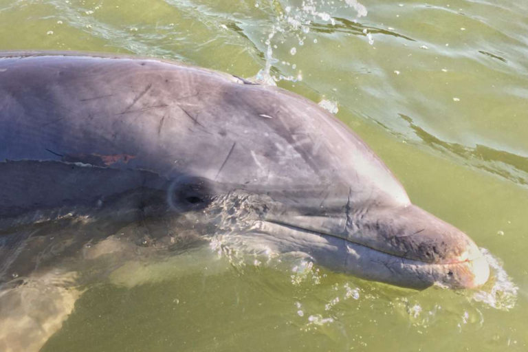 5 of the Best Dolphin Tours from Savannah
