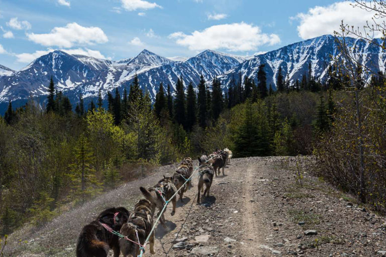 The Best Skagway Dog Sled Tours