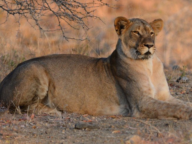 safari kruger from johannesburg