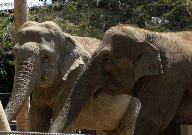 Things to Do with Kids in and around San Diego