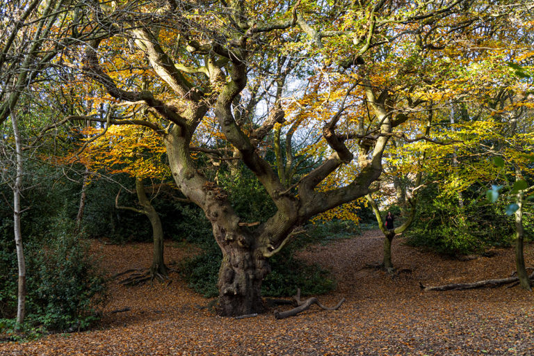 A Short Guide to Moseley, Birmingham