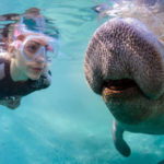 5 of the Best Crystal River Boat and Kayak Tours