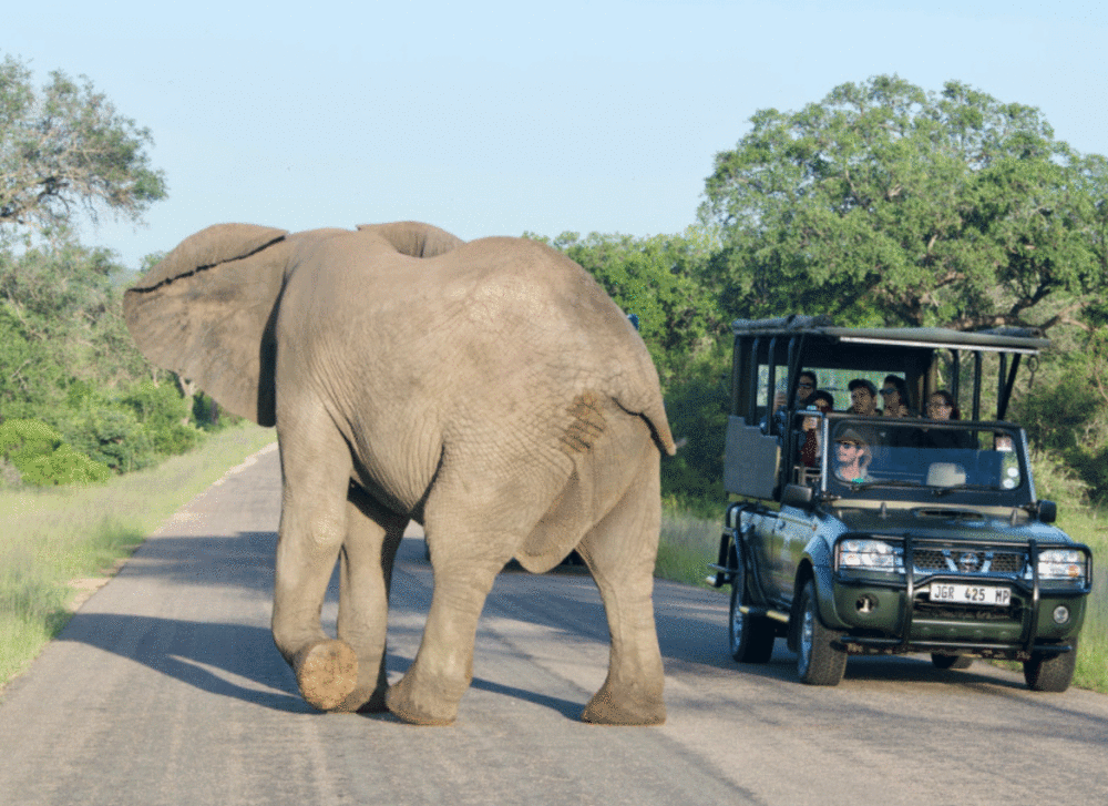 african safari trips best time of year