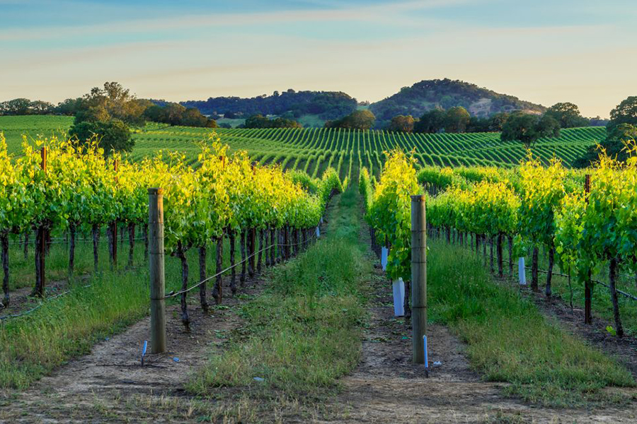 wine tours napa valley from san francisco