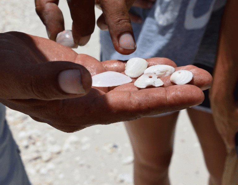 A Comparison of Ten Thousand Islands Shelling Tours