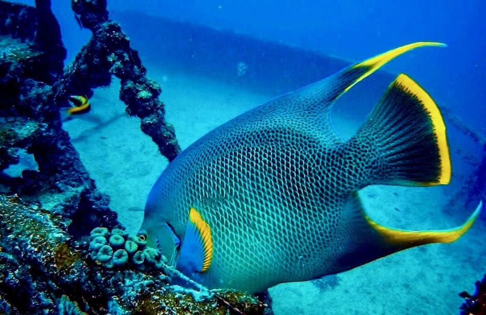 Best Scuba Diving Centers in Key West