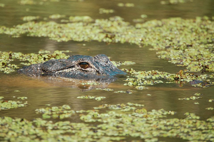 airboat swamp tours near new orleans