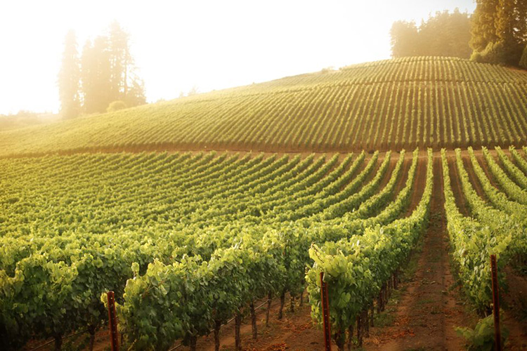 sonoma valley wine tours from san francisco