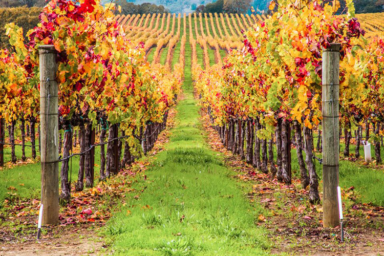 sonoma valley tours from san francisco