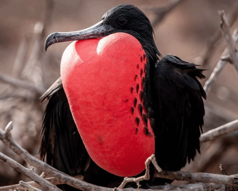 5 of the Best Ecuador & Galapagos Tours