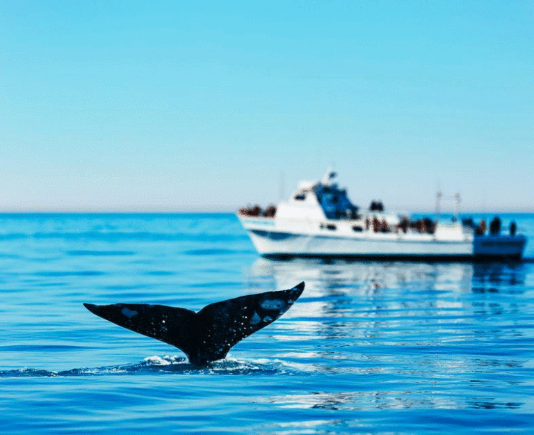 5 of the Best Whale Watching Tours from Newport Beach