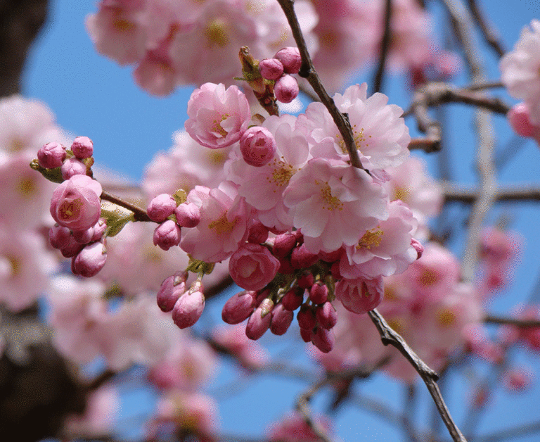 12 Fun Things to Do in and around Vancouver