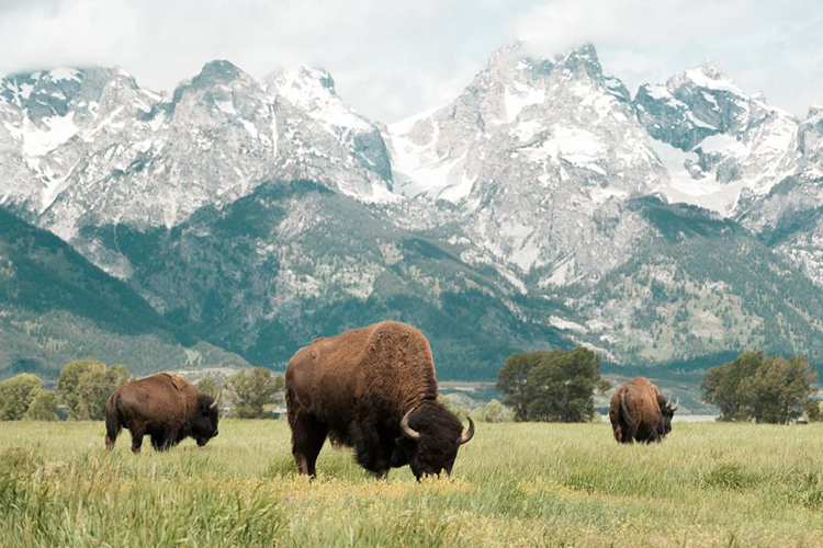 5 Of The Best Grand Teton Wildlife Tours 5 Of The Best Grand Teton Wildlife Tours