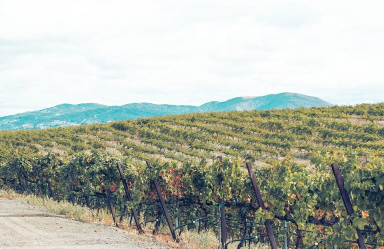 5 of the Best Santa Barbara Wine Country Tours